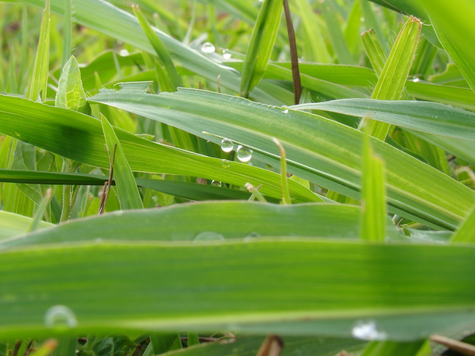 Sony Cyber-shot DSC-H50 sample photo. Grass, dew, green photography