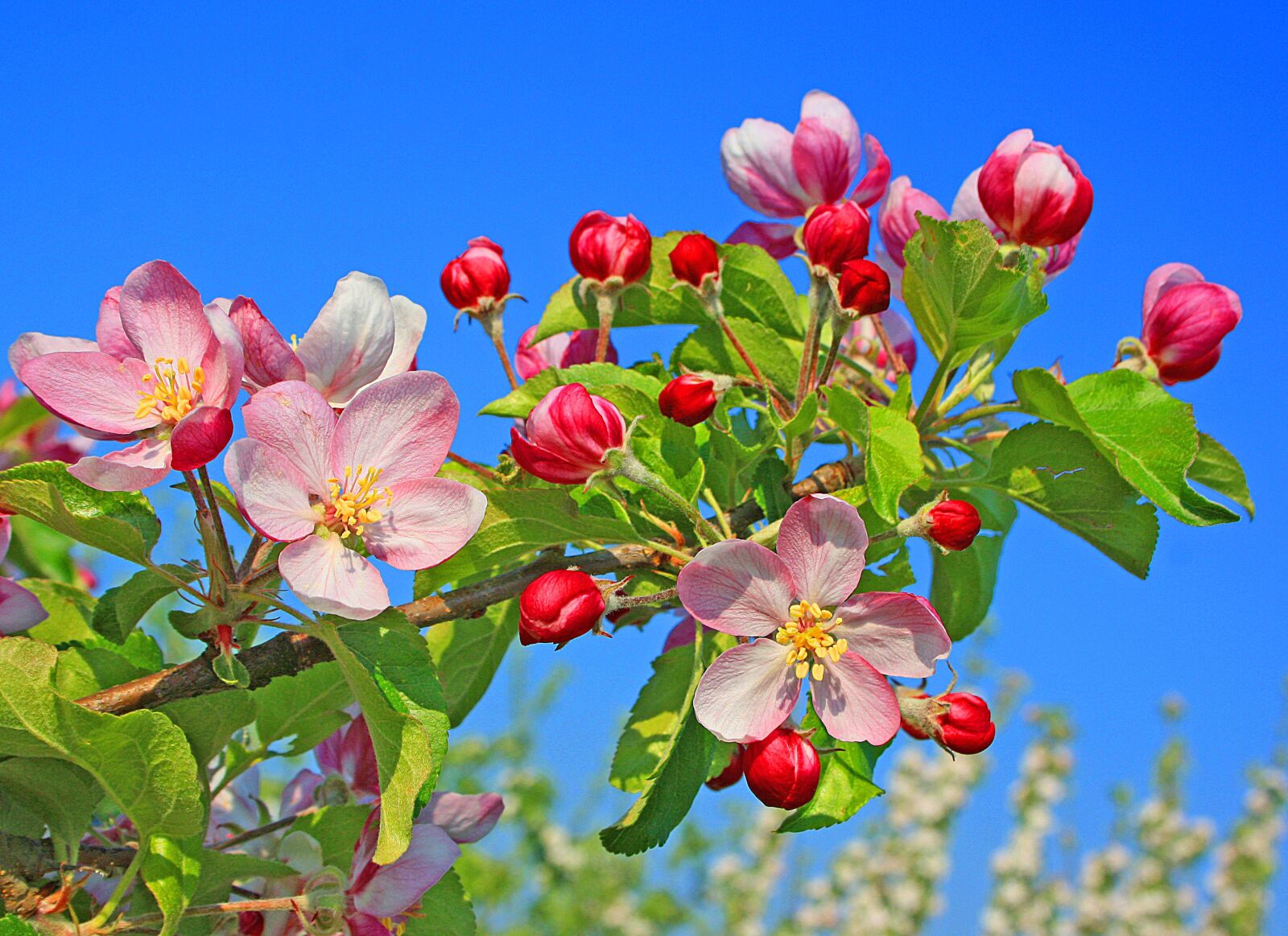 Canon EOS 1000D (EOS Digital Rebel XS / EOS Kiss F) sample photo. Flora, apple blossom, nature photography