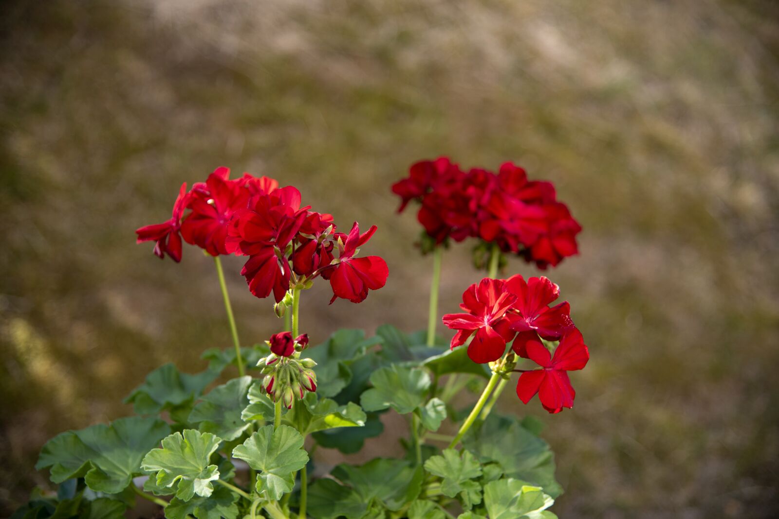 Nikon D750 sample photo. Summer flowers, summer, flowers photography