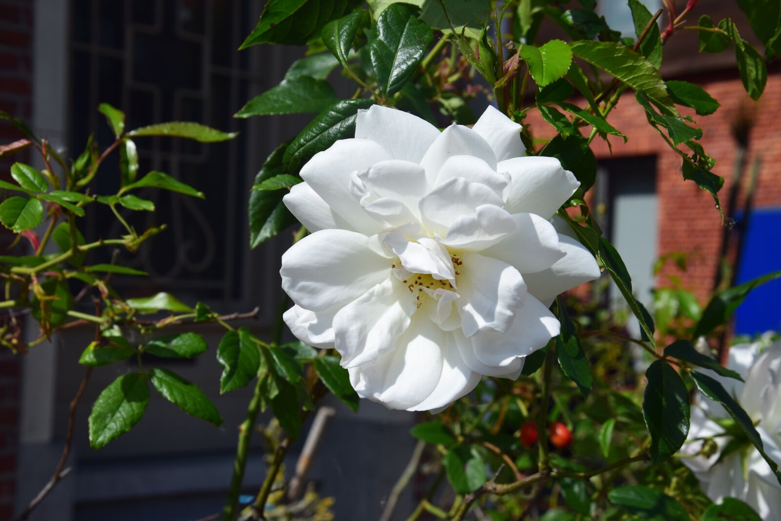 Nikon D5300 sample photo. White flowers, summer, lavender photography