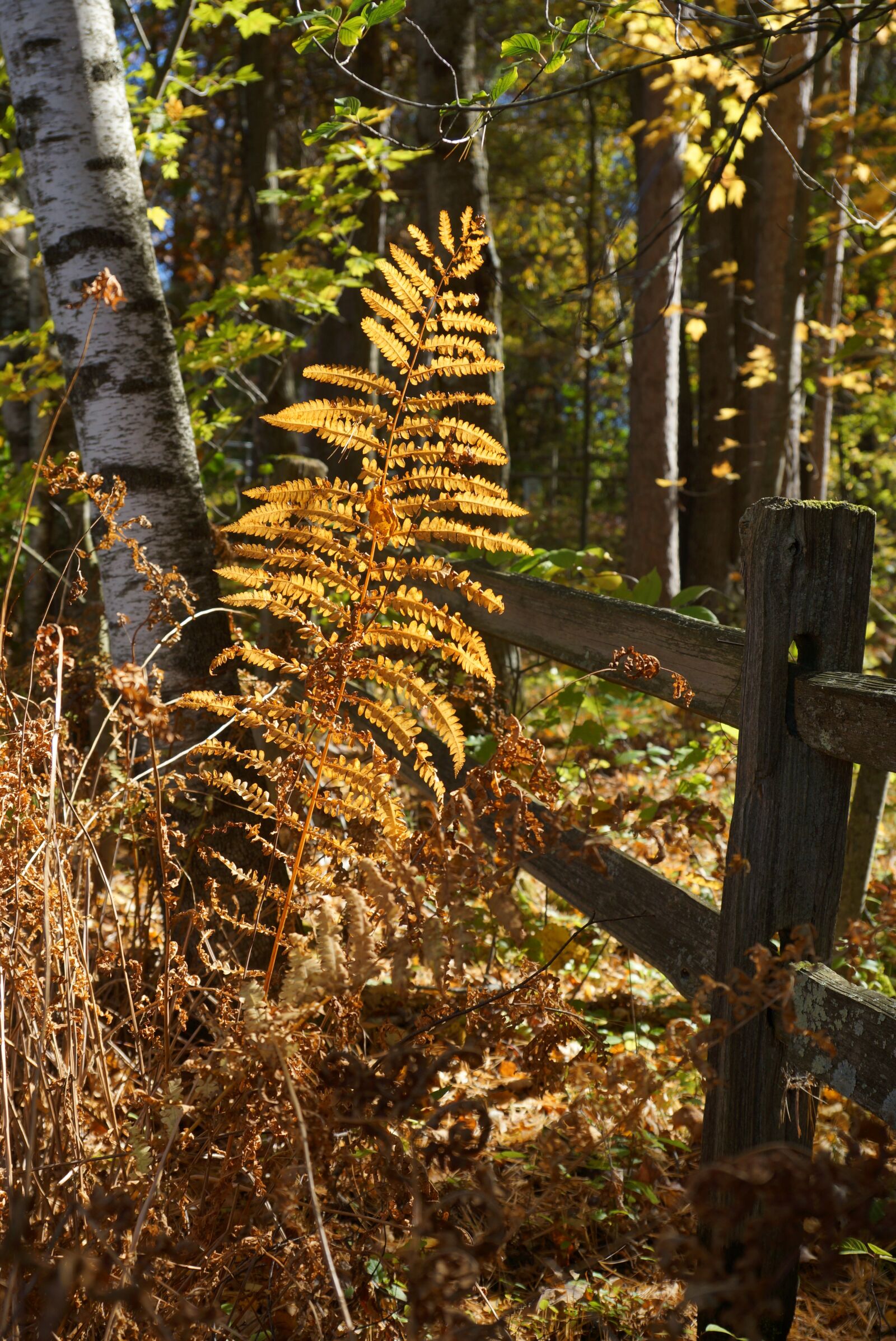 Sony SLT-A77 + Sony DT 16-50mm F2.8 SSM sample photo. Fern, wooden fence, forest photography