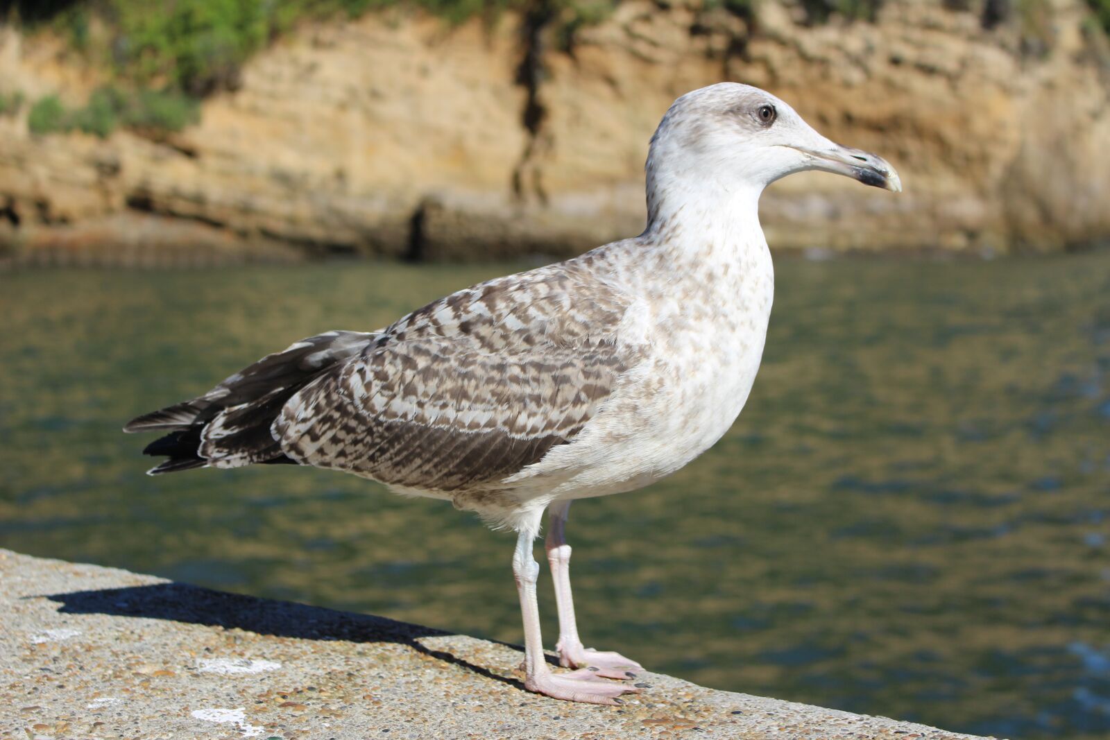 Canon EOS 700D (EOS Rebel T5i / EOS Kiss X7i) sample photo. Seagull, sea, bird photography