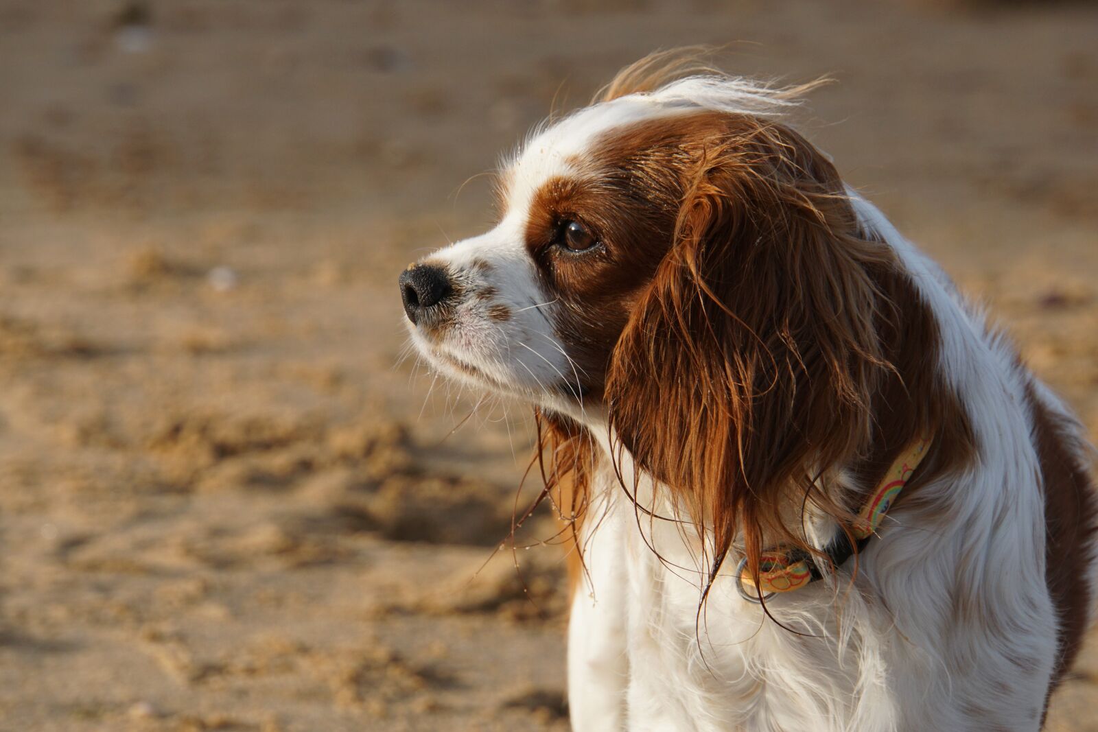 Sony E 18-200mm F3.5-6.3 OSS LE sample photo. Dog, cavalier king charles photography
