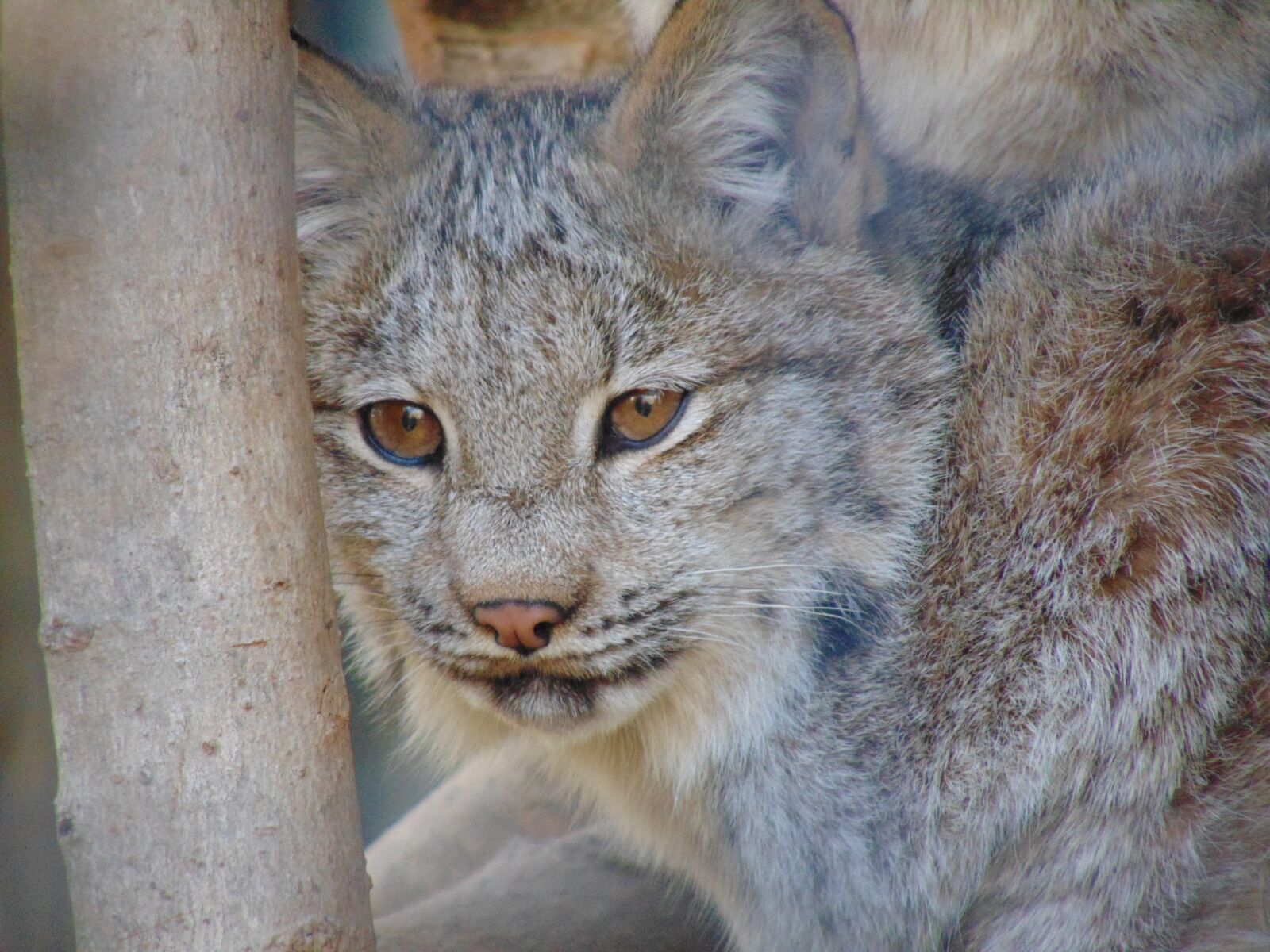 Sony Cyber-shot DSC-H300 sample photo. Feline, lynx, canada photography