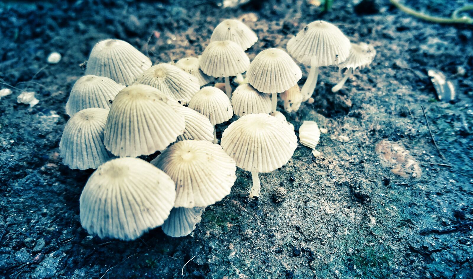 Sony Xperia XZ sample photo. Mushroom, wildlife, nature photography
