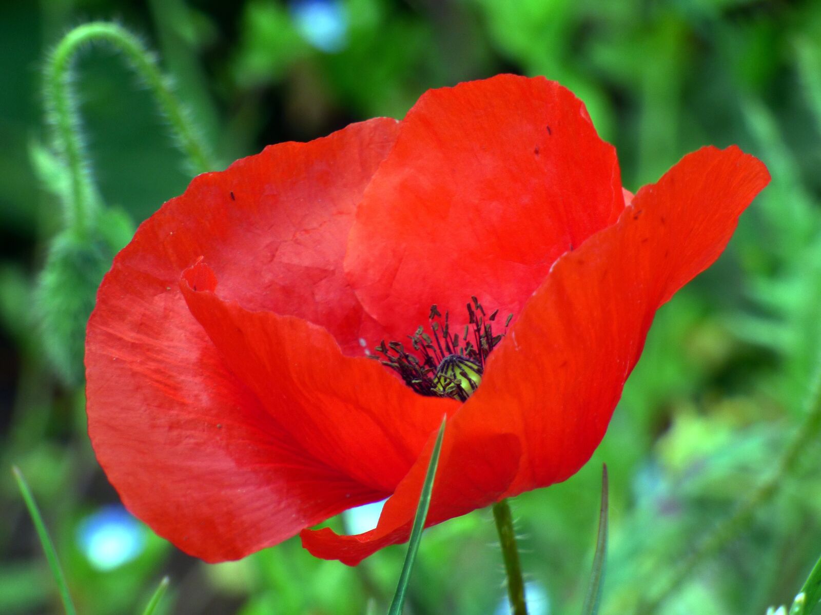 Panasonic DMC-FZ72 sample photo. Flower, poppy, leaf photography