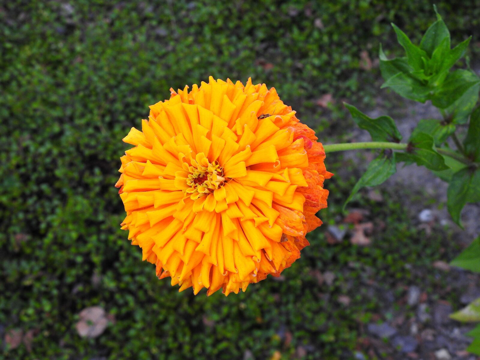 Nikon Coolpix P900 sample photo. Flower, nature, summer photography