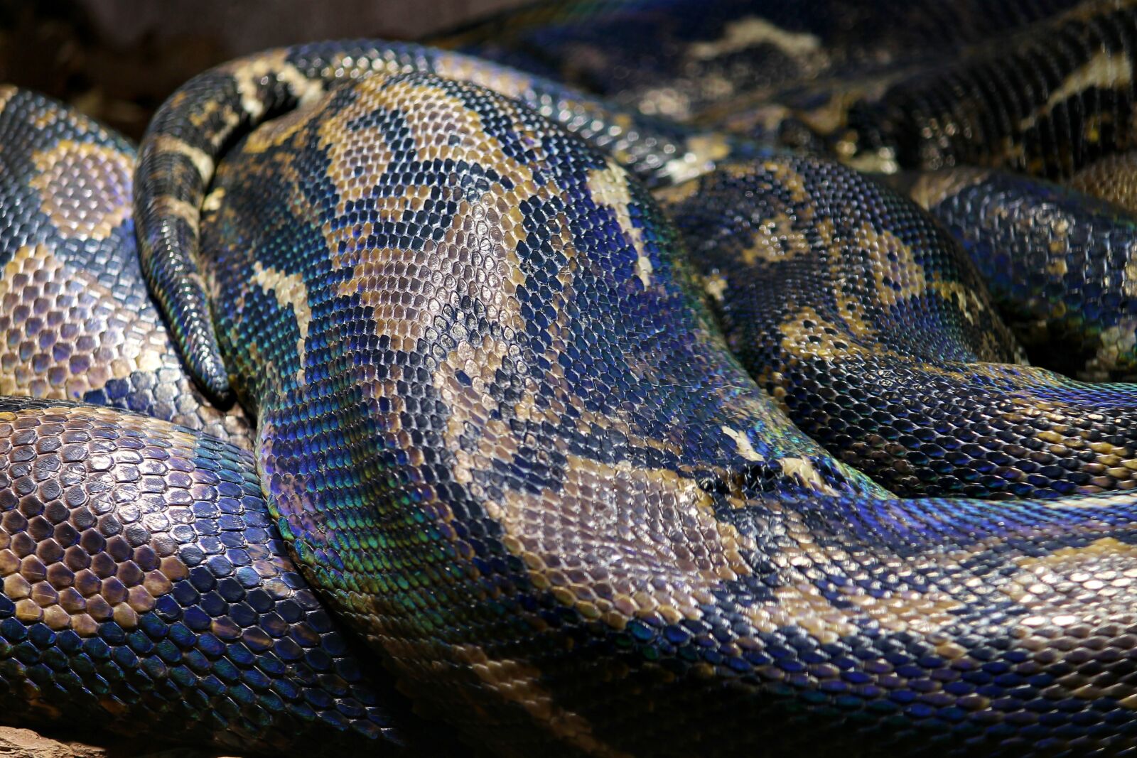 Canon EOS 1100D (EOS Rebel T3 / EOS Kiss X50) + Canon EF-S 55-250mm F4-5.6 IS II sample photo. Snake skin, python, net photography