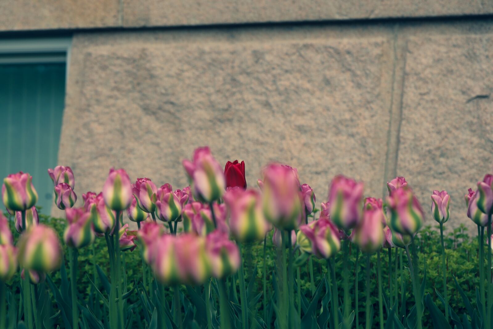 Canon EOS R sample photo. Tulip, flower, garden photography