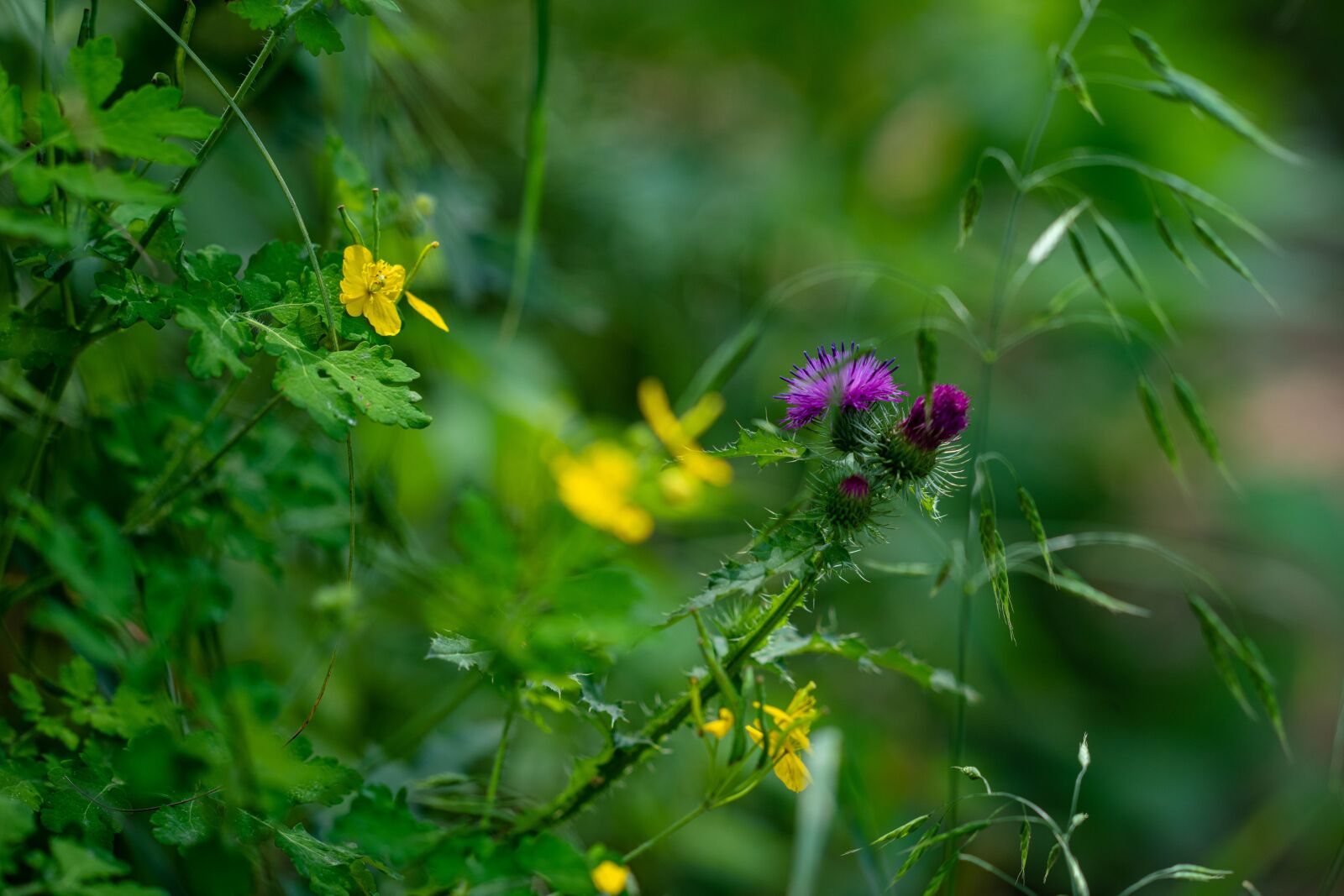 Sony Sonnar T* 135mm F1.8 ZA sample photo. Wildflower, yellow, pink photography