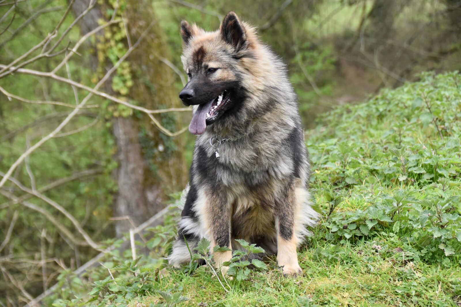 Nikon D5600 sample photo. Dog, dog sitting, dog photography