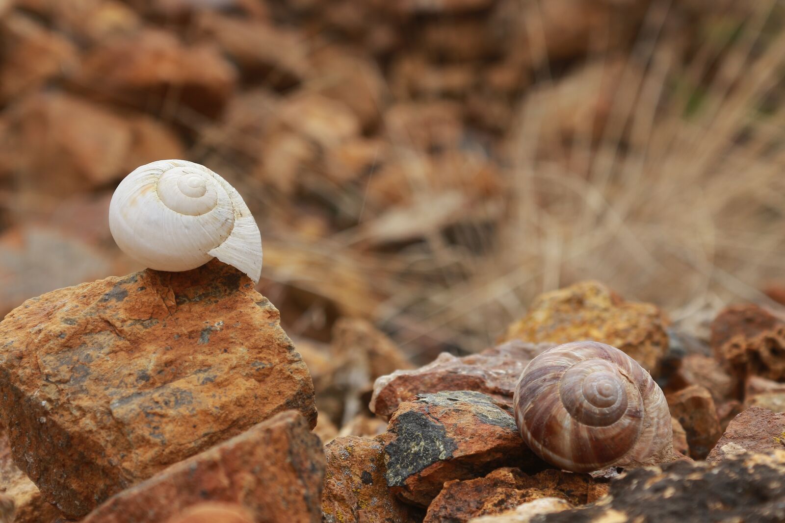 Canon EOS 700D (EOS Rebel T5i / EOS Kiss X7i) sample photo. Shell, snails, stone photography