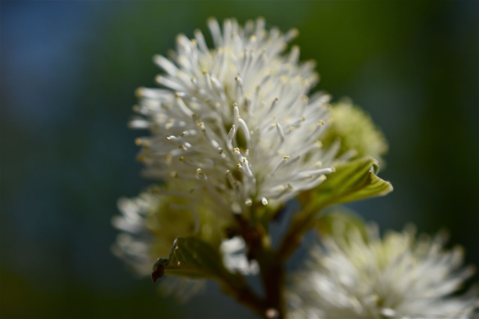 Nikon D5600 sample photo. Flowering, spring, flower photography