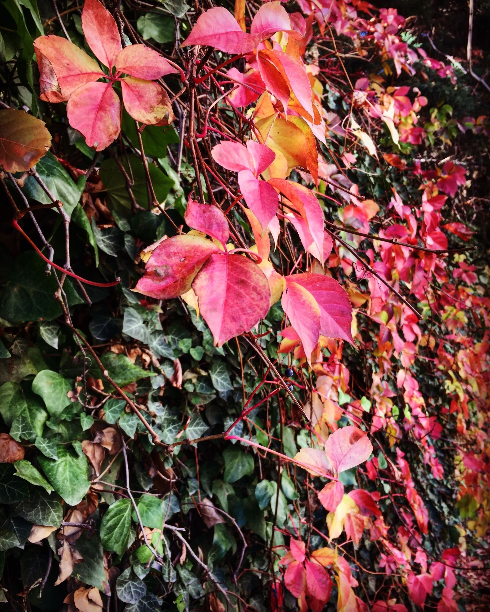 iPhone 6 back camera 4.15mm f/2.2 sample photo. The leaves are, leaves photography