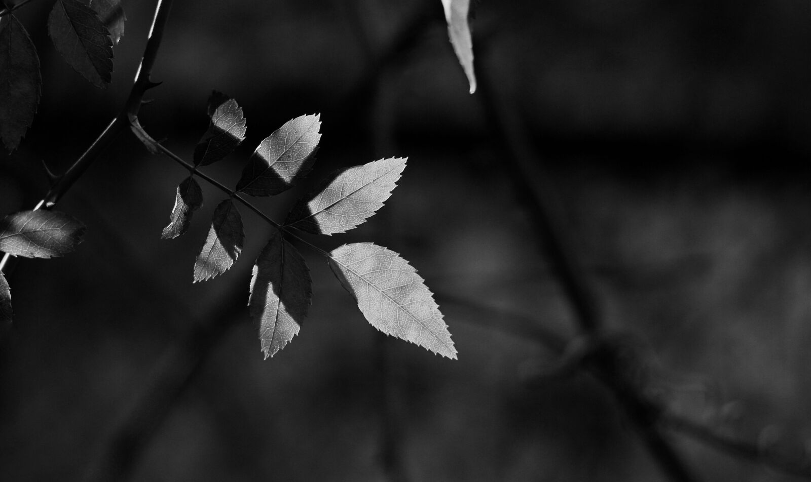 Canon EOS 550D (EOS Rebel T2i / EOS Kiss X4) sample photo. Shadow, black white, leaves photography
