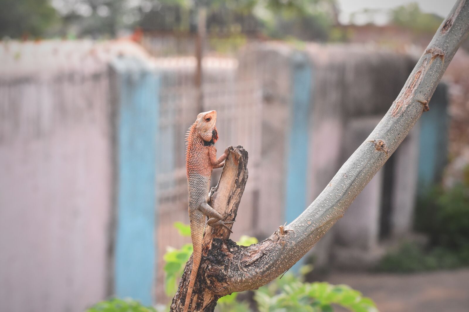 Nikon D7200 sample photo. Lizard, micro, nature photography