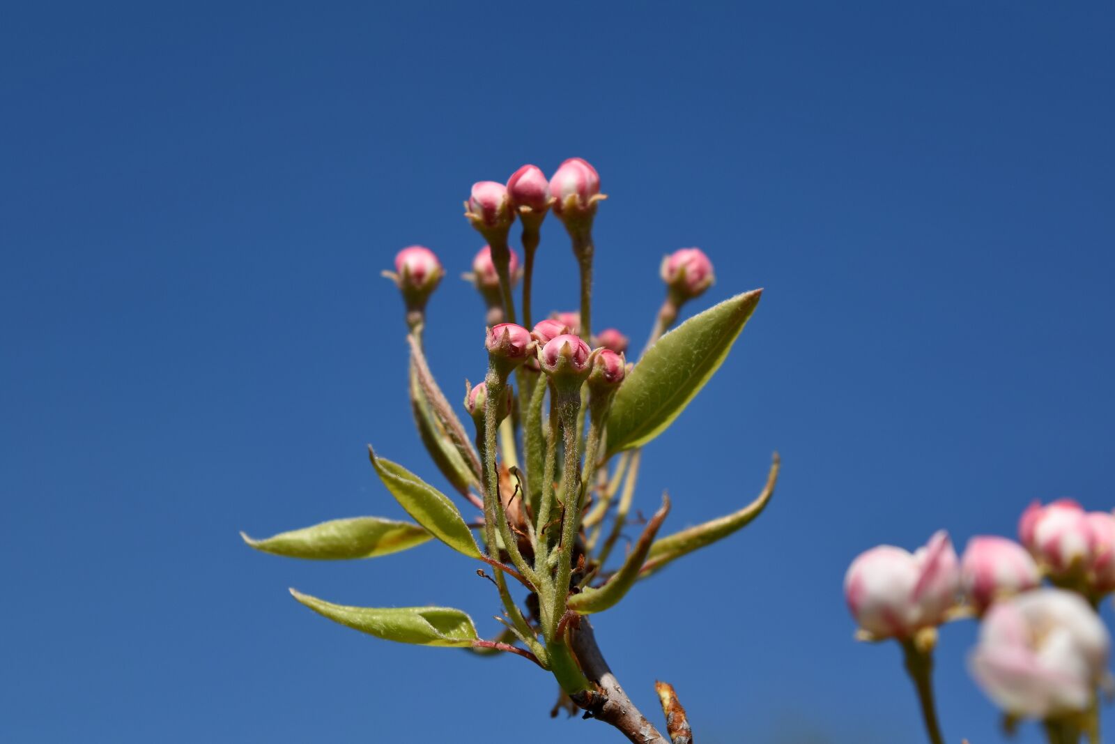 Nikon D5500 sample photo. Tree, spring, flora, blossom photography