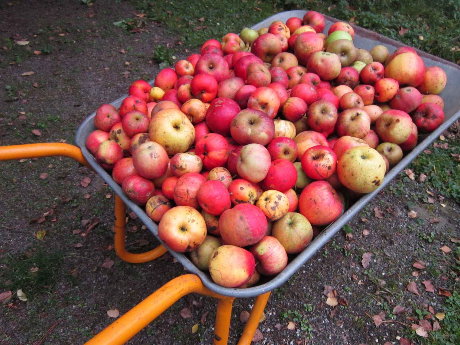 Canon PowerShot A3300 IS sample photo. Apples, barrow, fruits, green photography