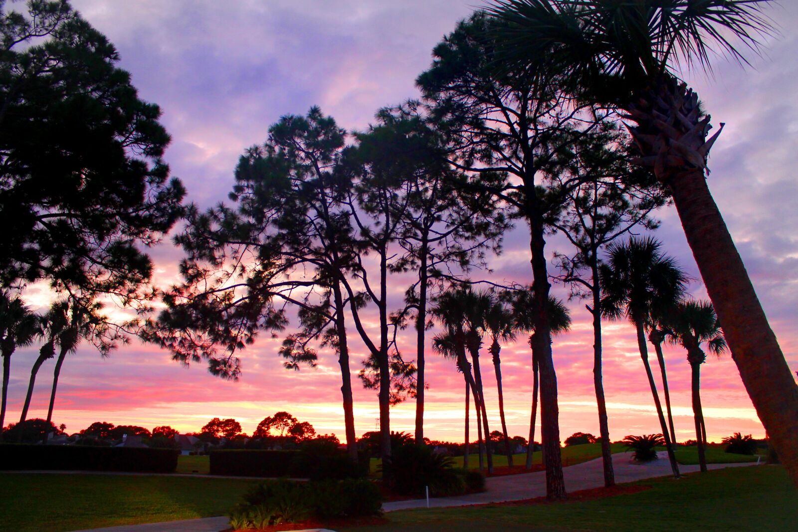 Canon EOS 1100D (EOS Rebel T3 / EOS Kiss X50) sample photo. Sunset through the pines photography