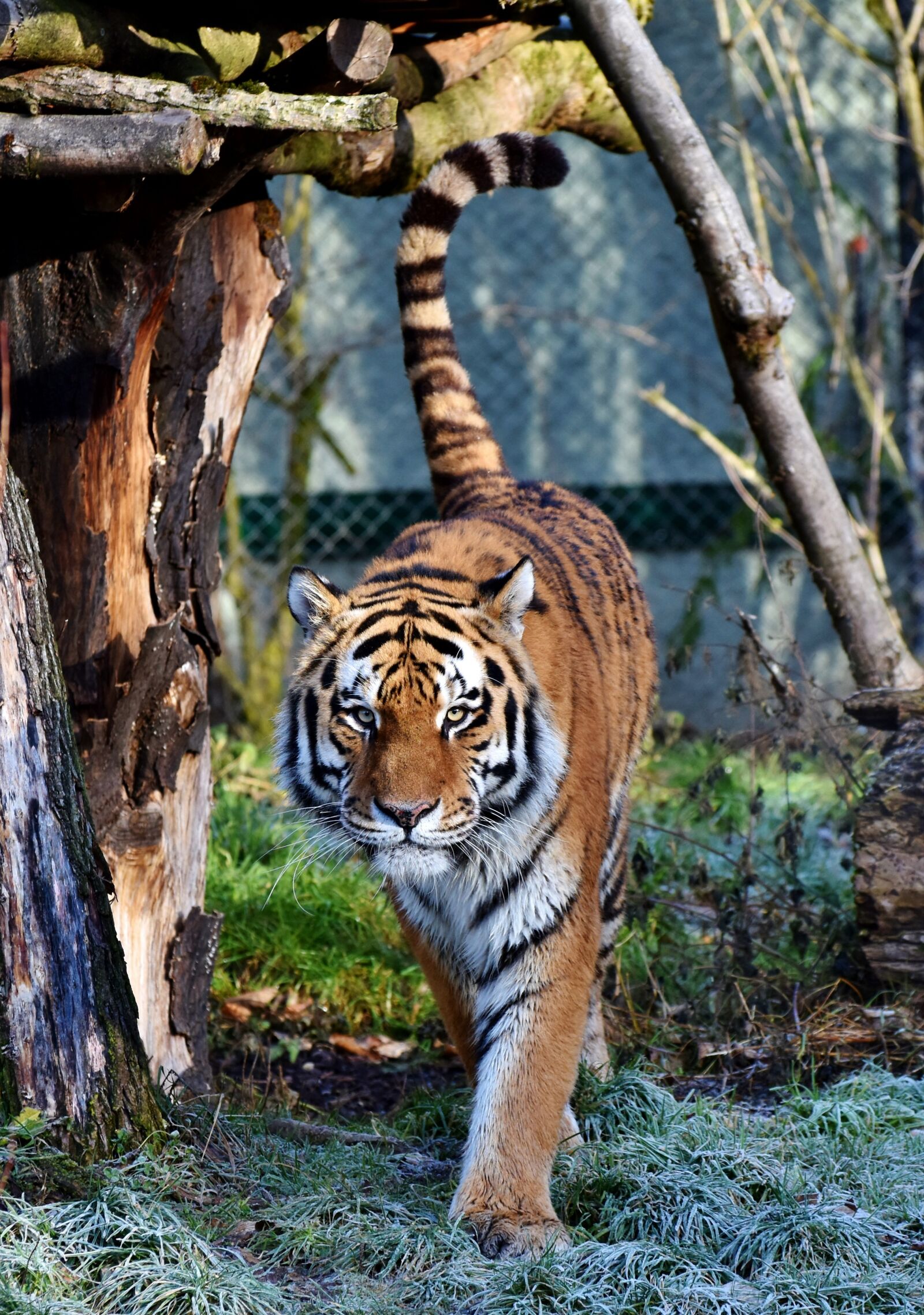 Nikon D7200 sample photo. Tiger, big cat, predator photography