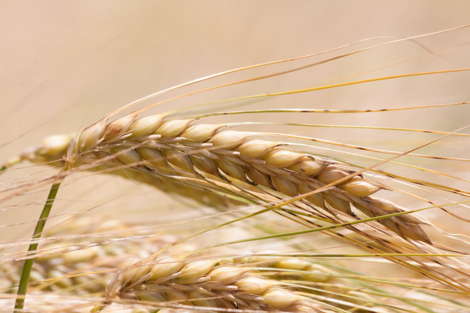 Canon EOS 50D sample photo. Ear, barley, cereals photography