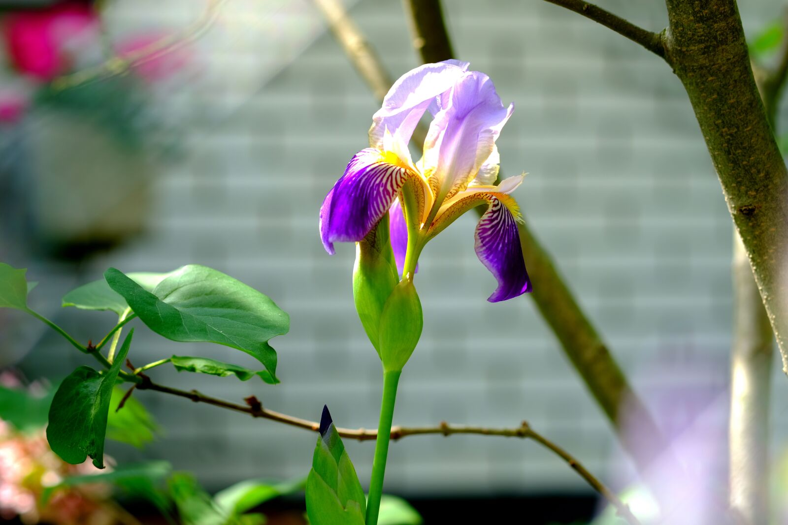 Fujifilm X-T20 sample photo. Small network blade iris photography