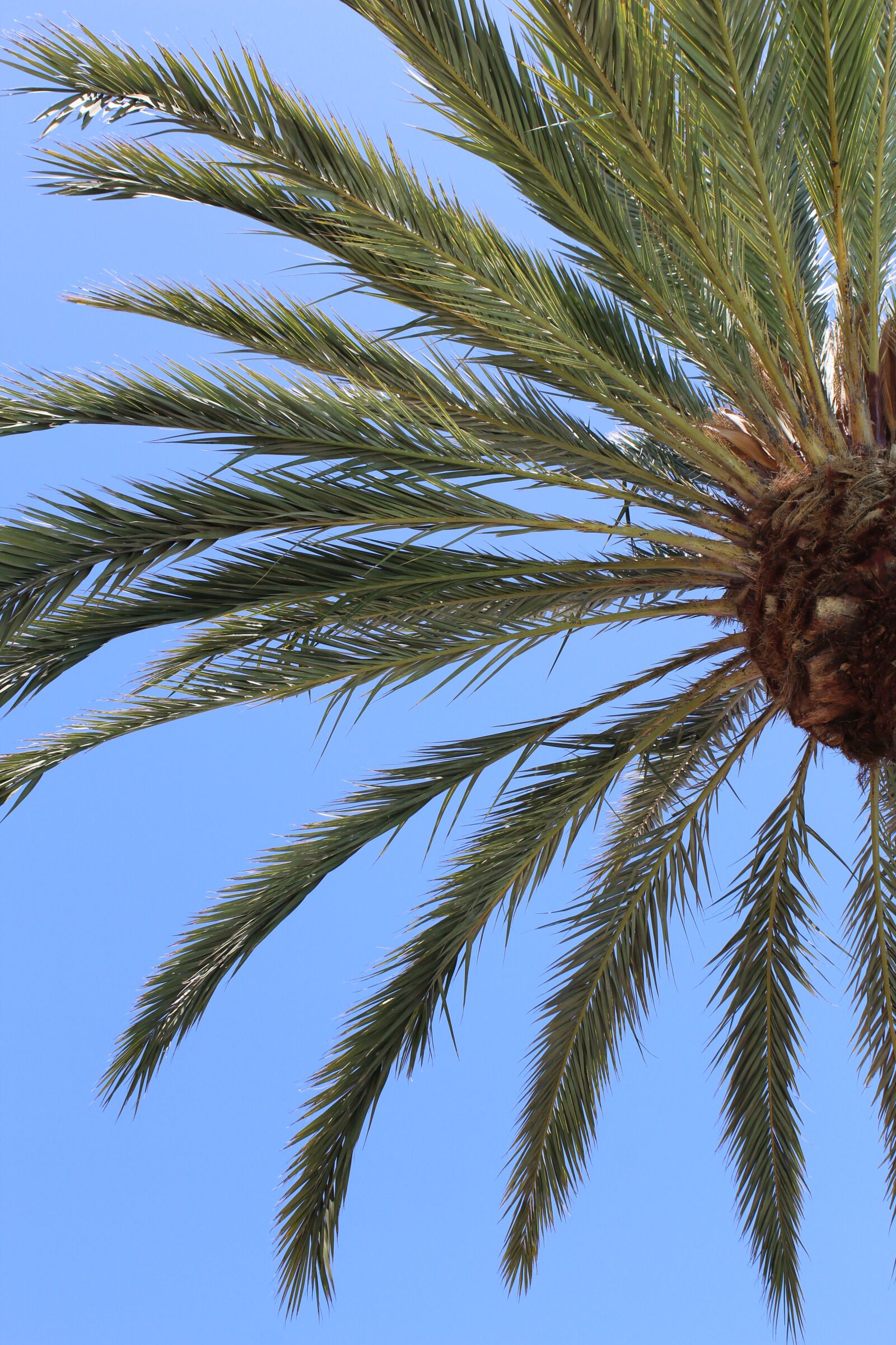 Canon EOS 1200D (EOS Rebel T5 / EOS Kiss X70 / EOS Hi) sample photo. Palm, summer, sky photography