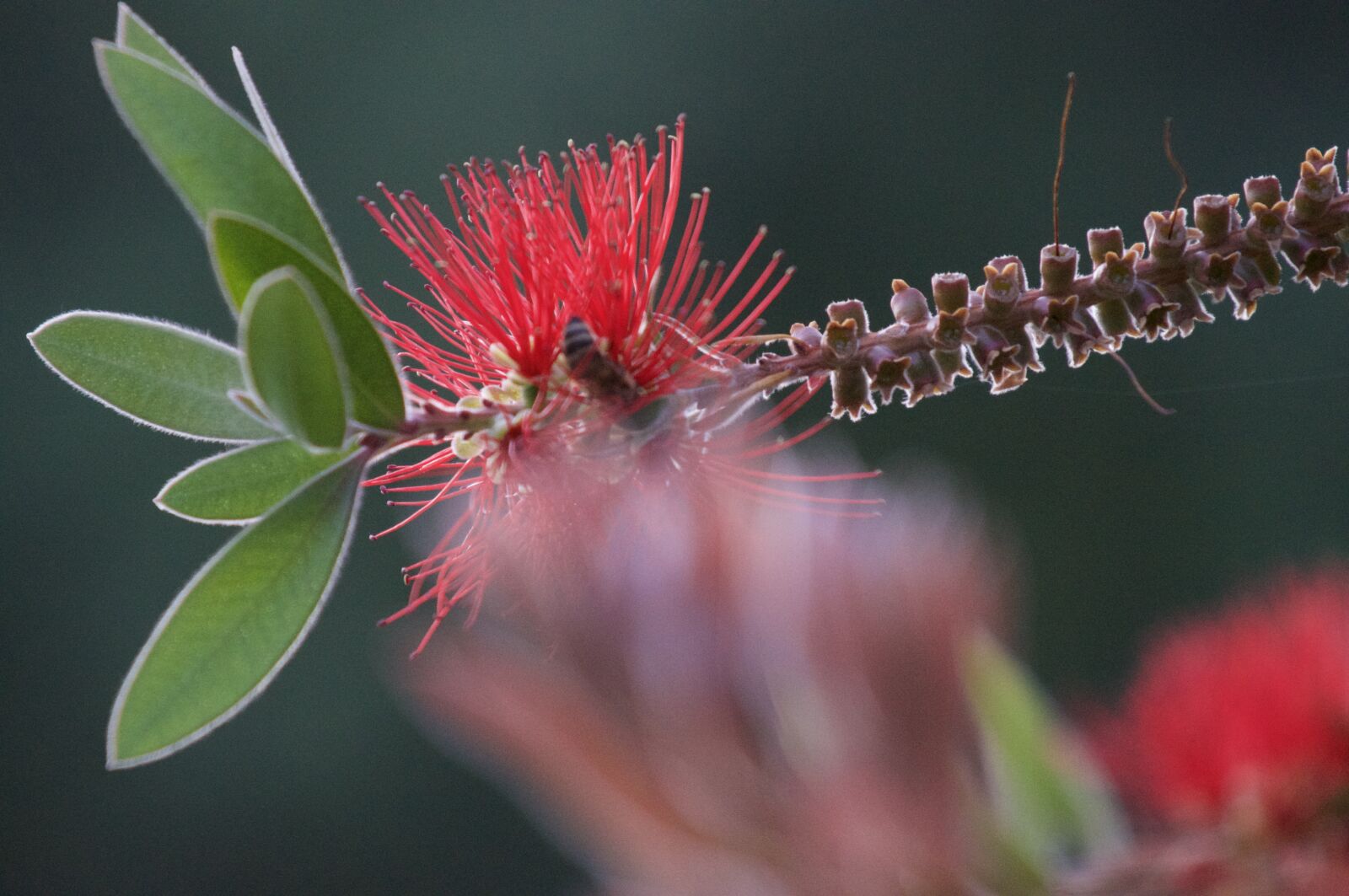 Sony SLT-A57 sample photo. Flower, bottlebrush, plant photography