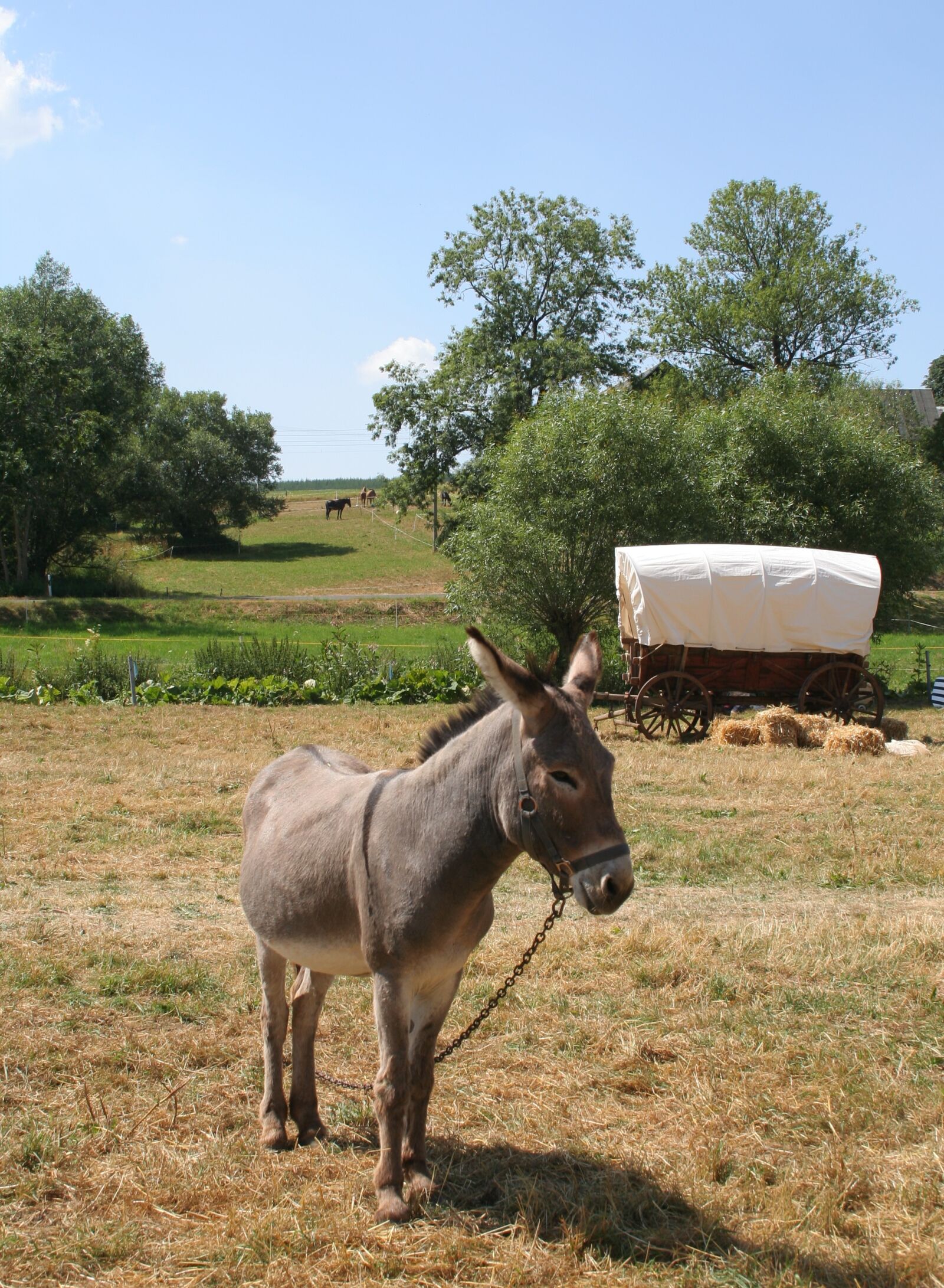 Canon EOS 350D (EOS Digital Rebel XT / EOS Kiss Digital N) sample photo. Donkey, ass, meadow photography