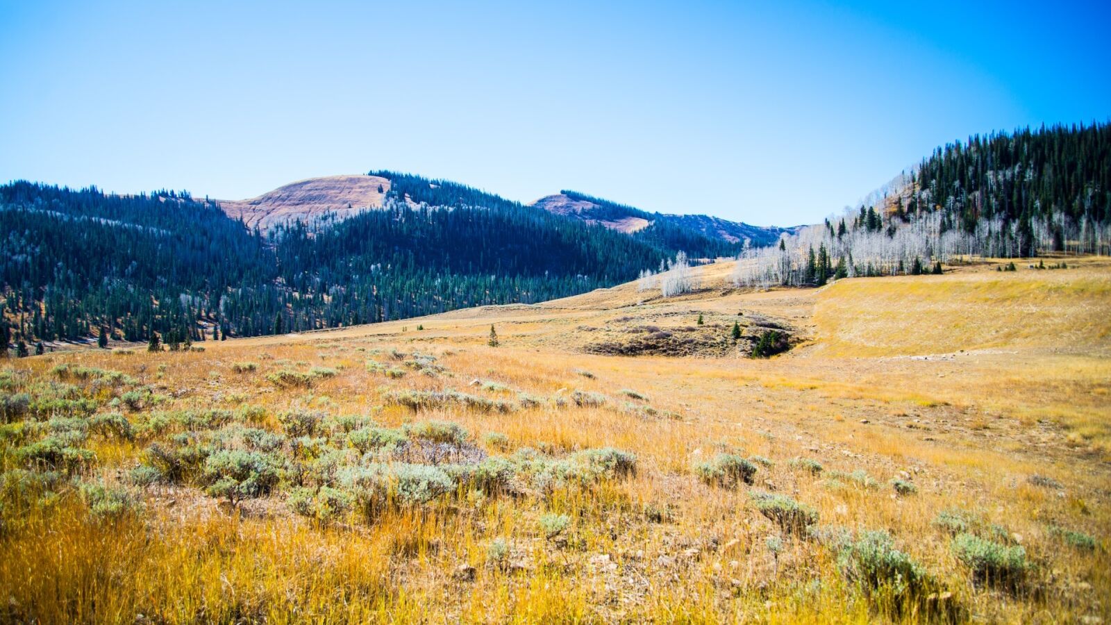 Nikon D610 sample photo. Grass, highland, outdoor photography