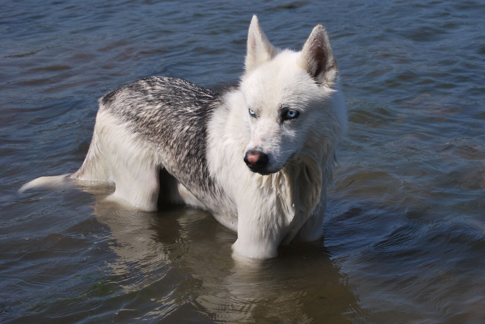 Nikon D60 sample photo. Siberian husky, dog in photography