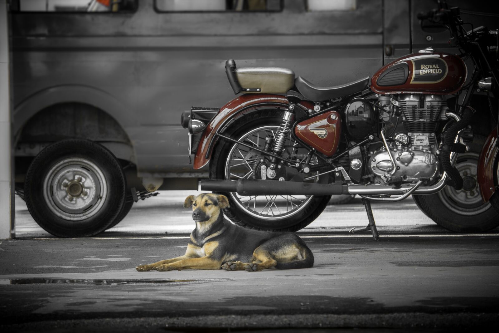 Canon EOS 700D (EOS Rebel T5i / EOS Kiss X7i) sample photo. Bike, royal enfield, dog photography