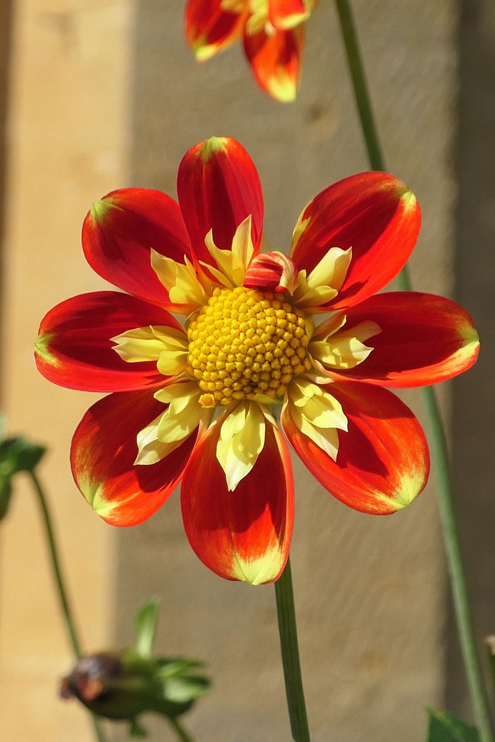 Panasonic DC-TZ200 sample photo. Dahlia, red, yellow photography