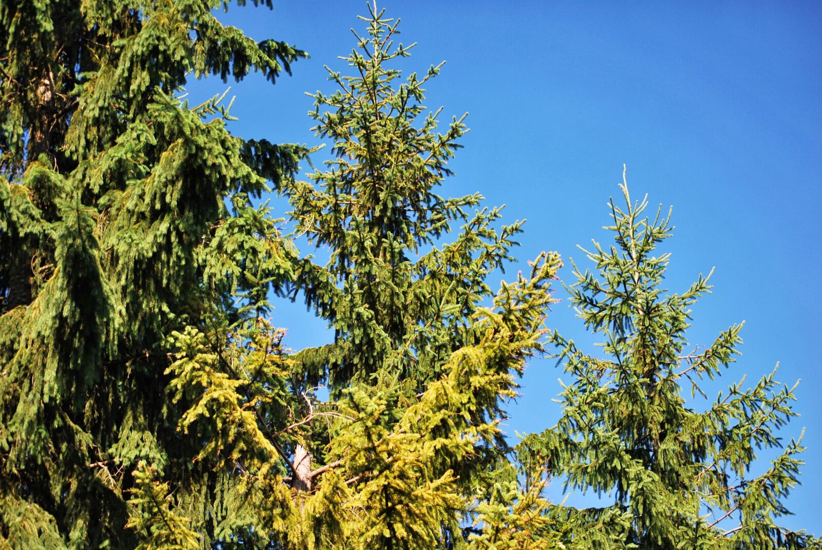 Nikon D60 sample photo. Plants, coniferous, green photography
