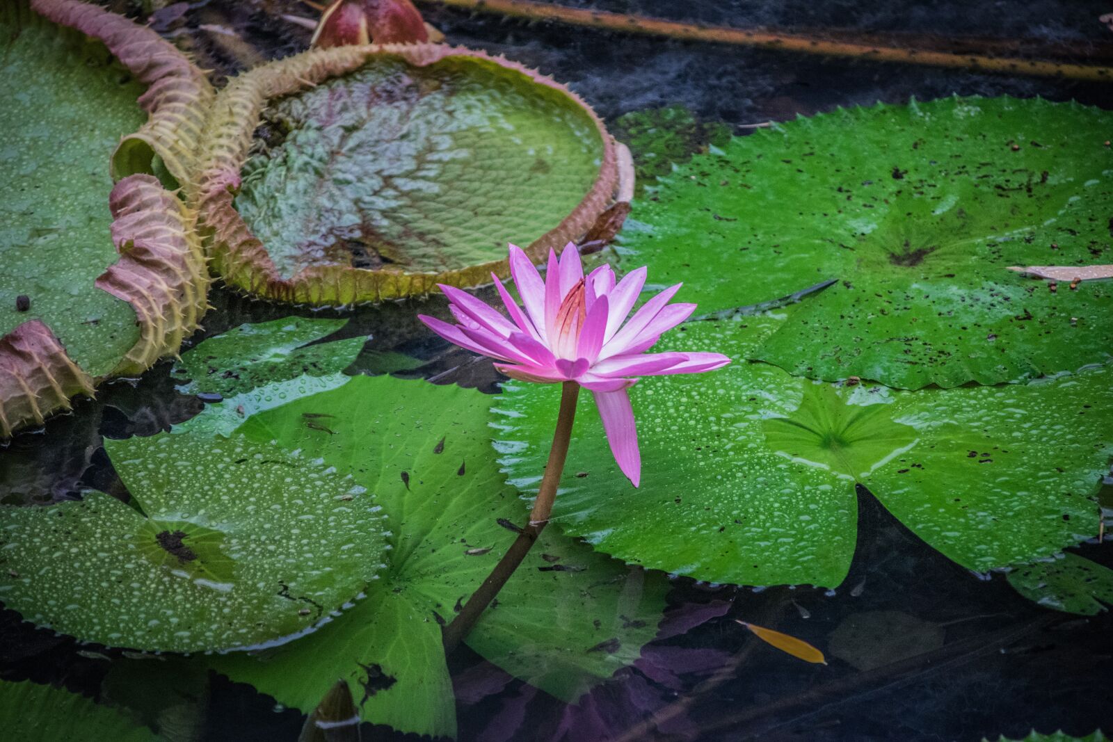 Nikon D5300 sample photo. Victoria, royal, waterlilies photography