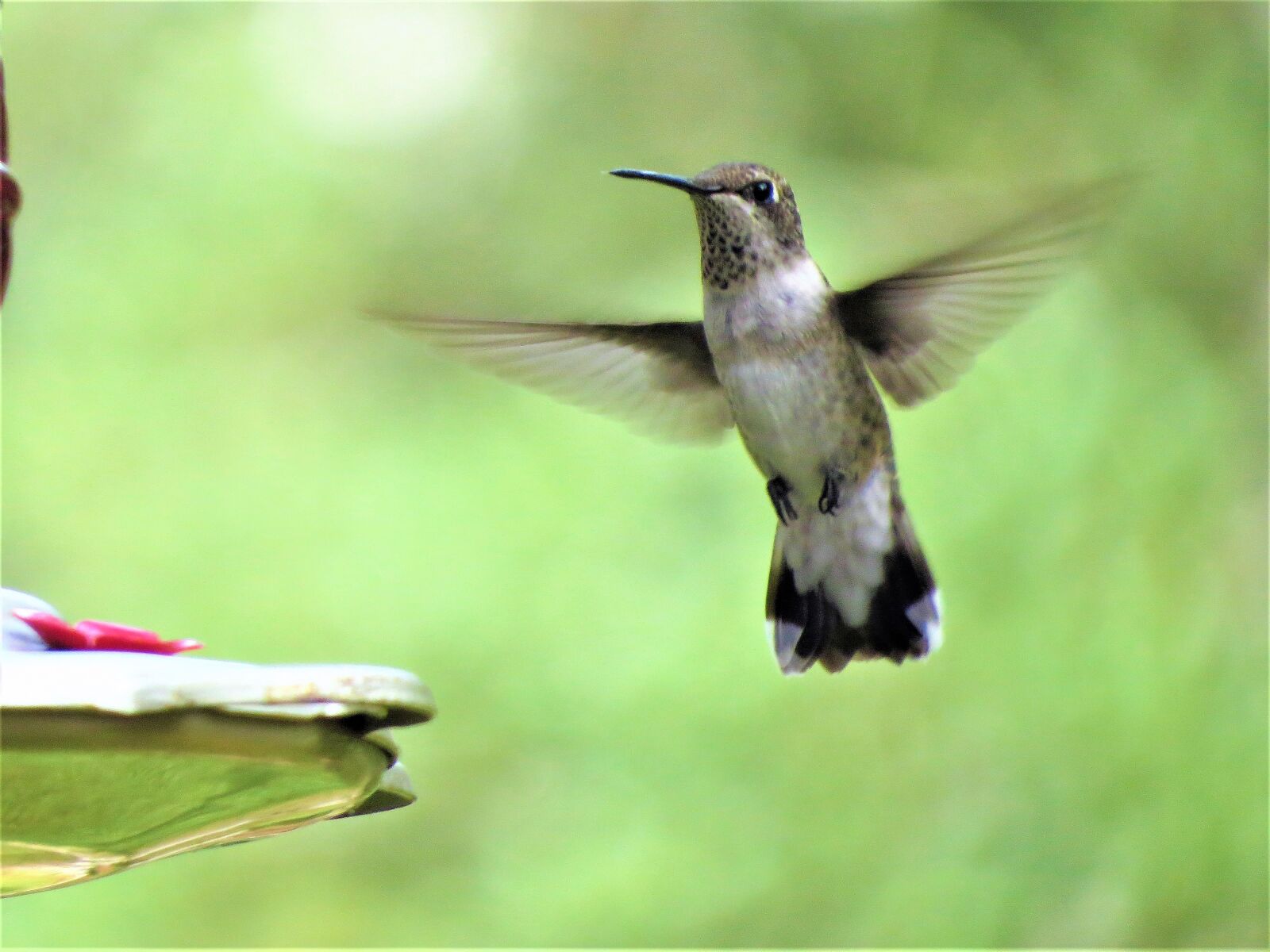 Canon PowerShot SX50 HS sample photo. Bird, in flight, close photography