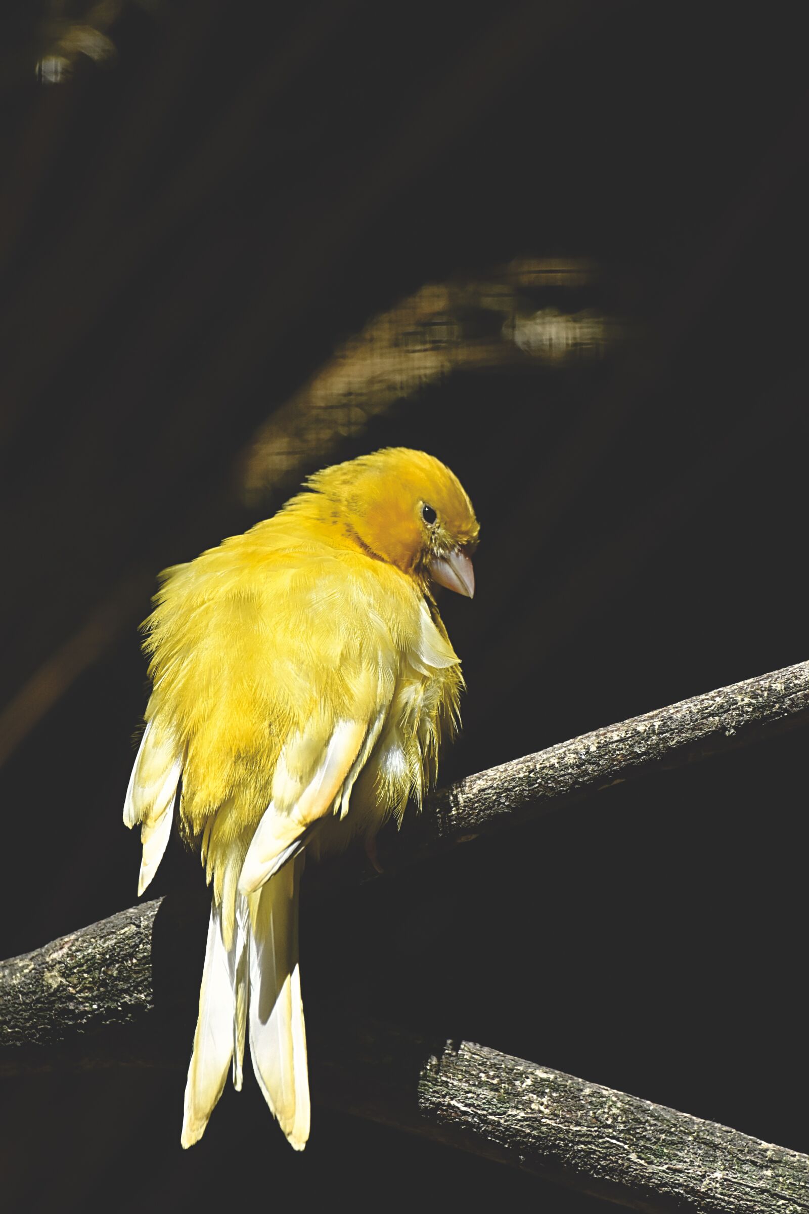 Nikon D7200 sample photo. Canary, songbird, bird photography