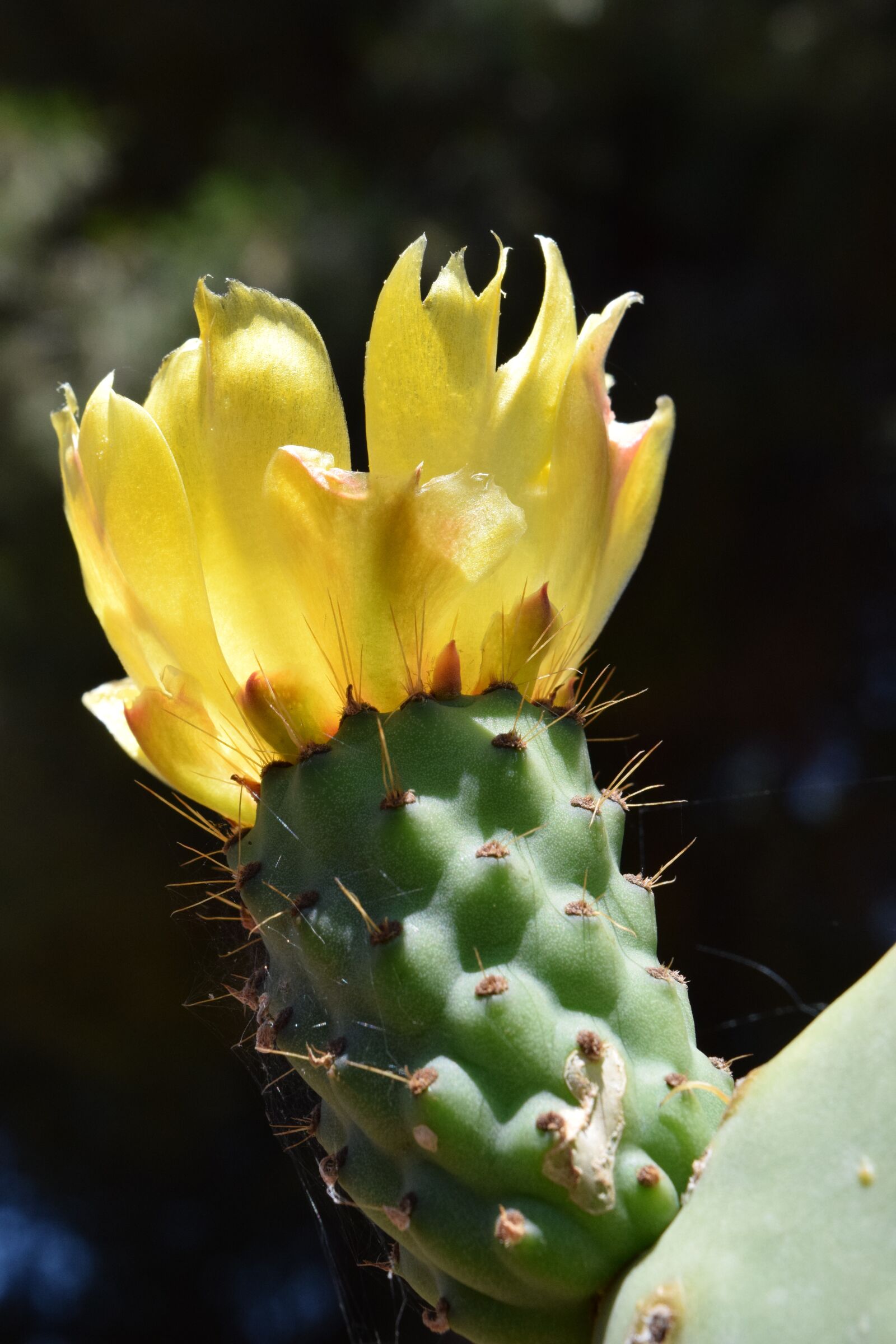 Nikon D3300 sample photo. Prickly pear, blossom, bloom photography