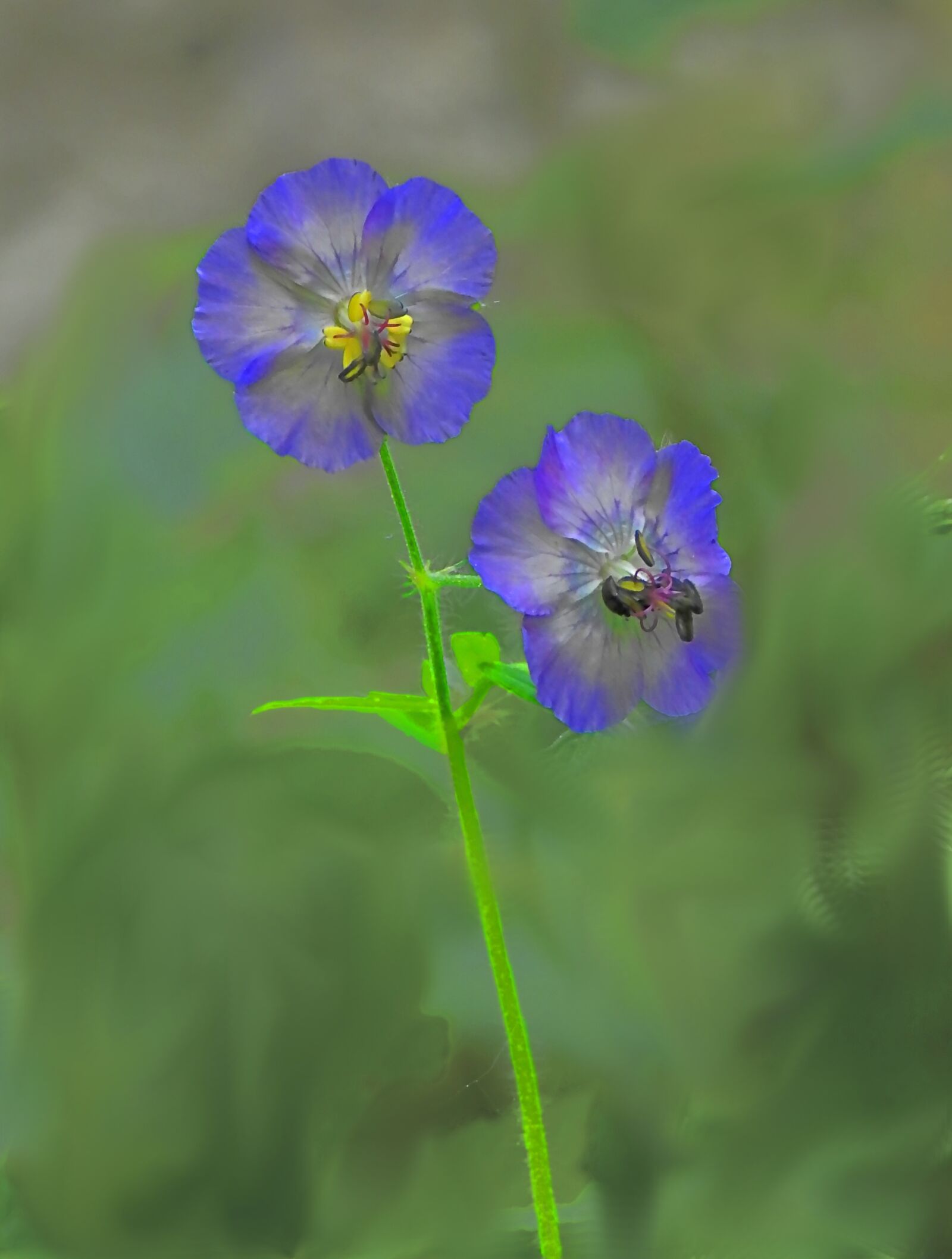 Nikon Coolpix P900 sample photo. Flower, geranium, feum photography