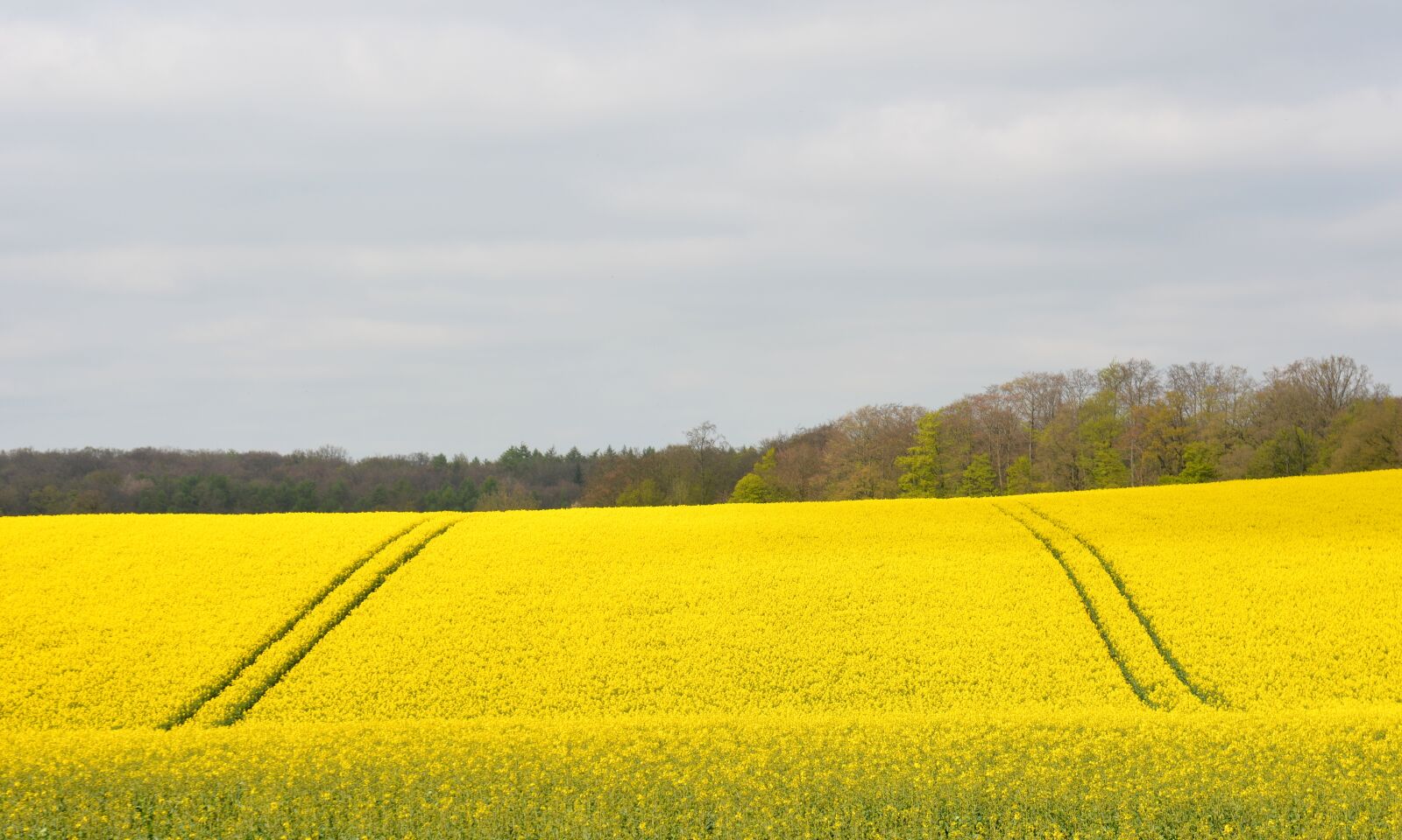 Nikon D7100 sample photo. Nature, field, oilseed rape photography