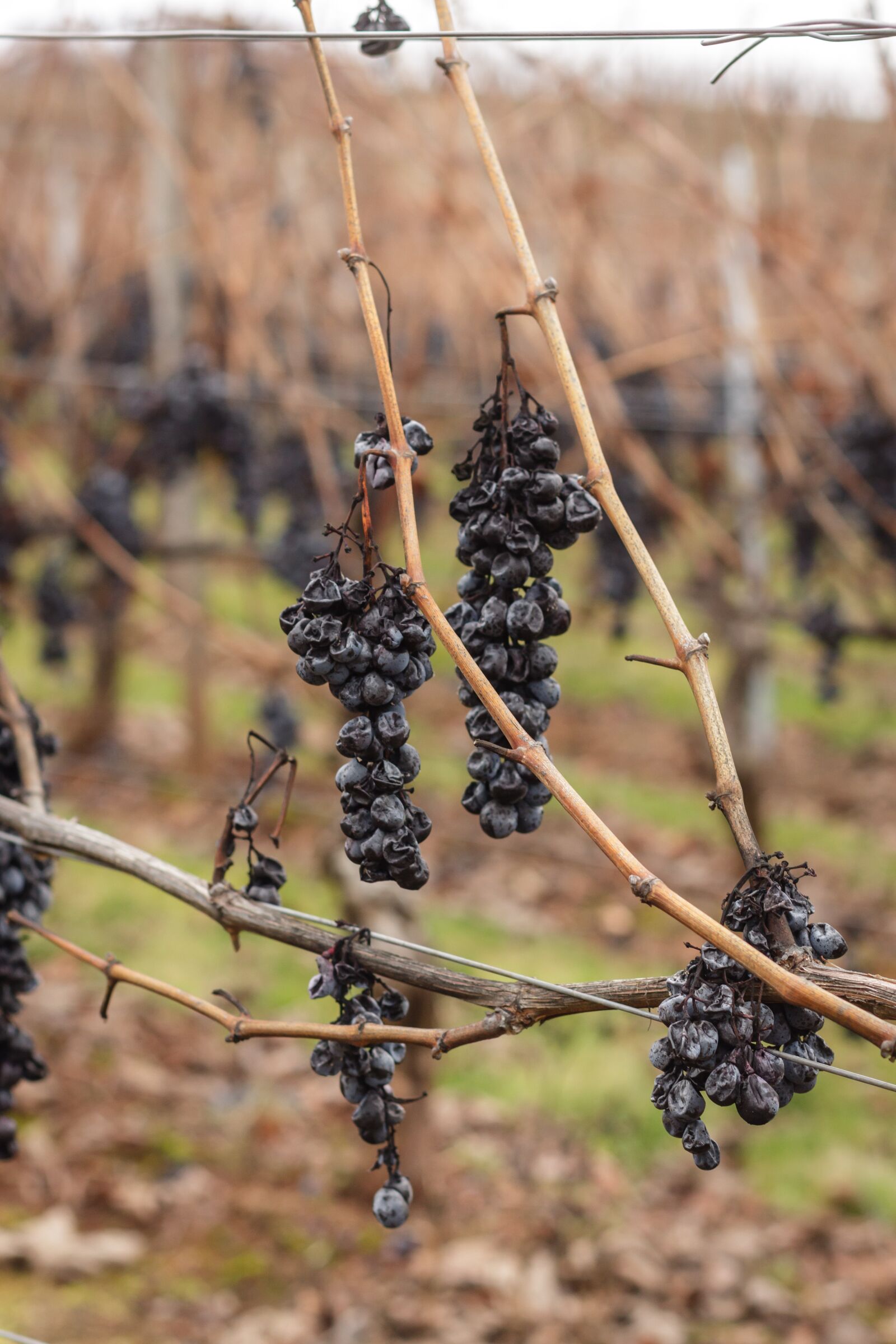 Canon EOS 7D + Canon EF 50mm F1.8 II sample photo. Grapes, red wine, vines photography