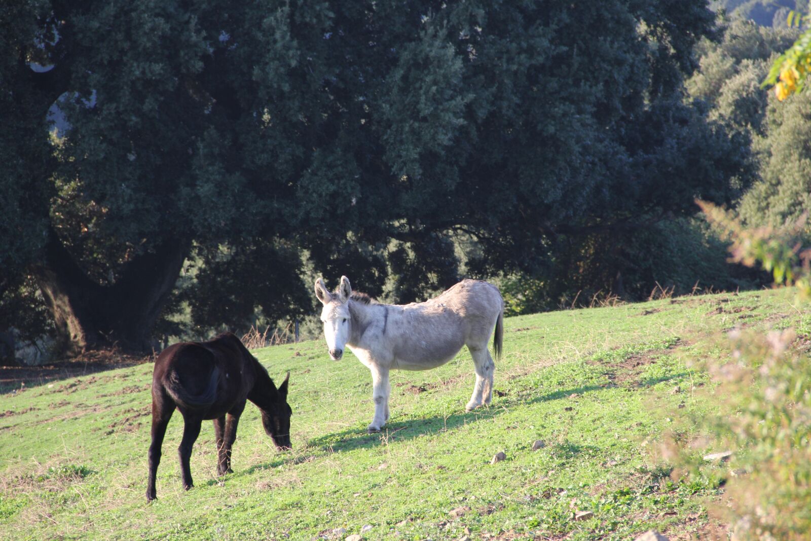 Canon EOS 60D sample photo. Donkeys, corsica, field photography