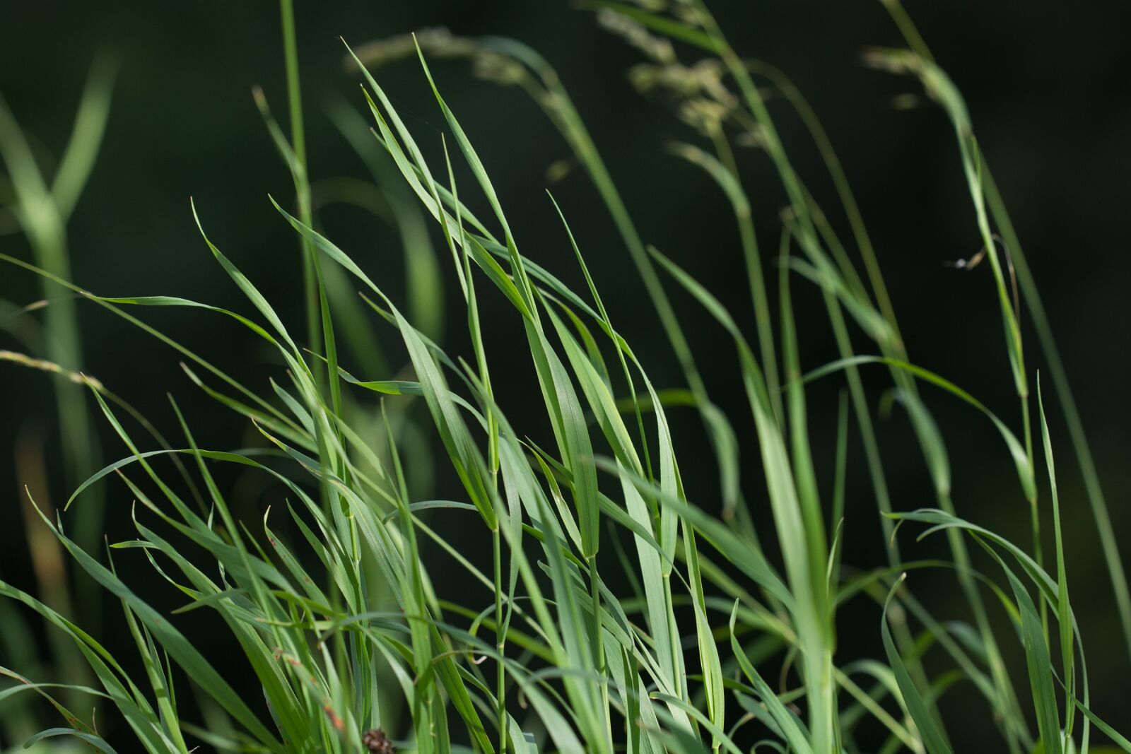 Nikon D7100 sample photo. Grass, green, grasses photography