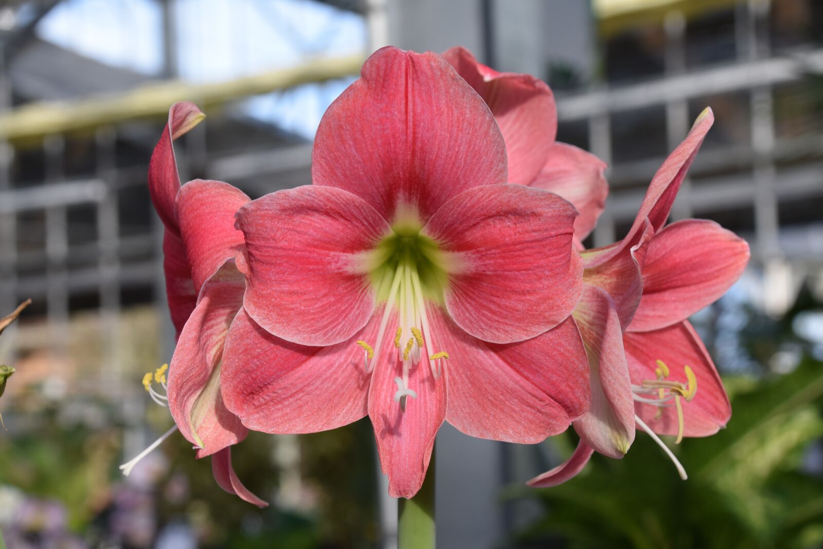 Nikon D5600 sample photo. Flower, flower color pink photography