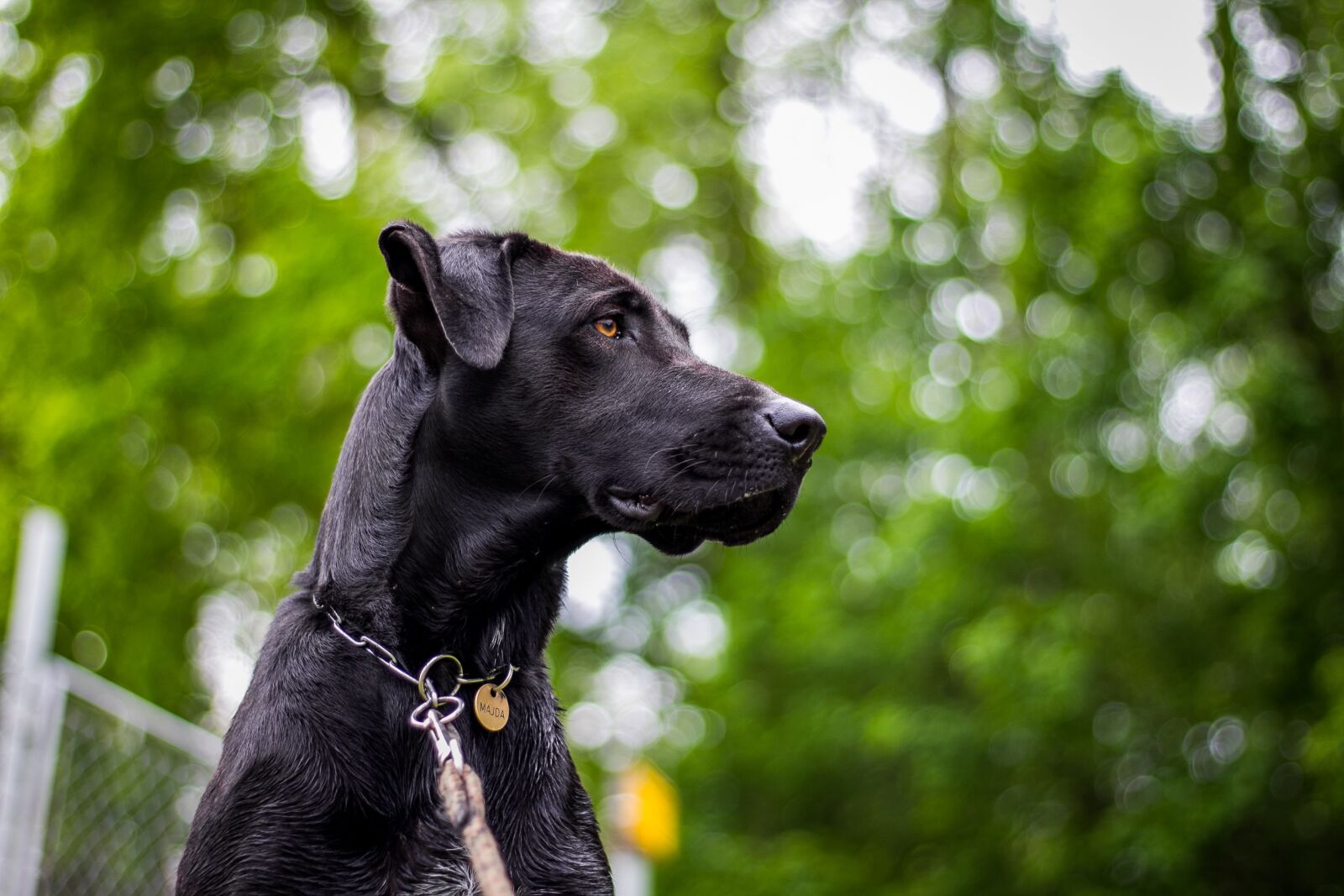 Canon EOS 60D + Canon EF 50mm F1.8 STM sample photo. Dog, head, nature photography