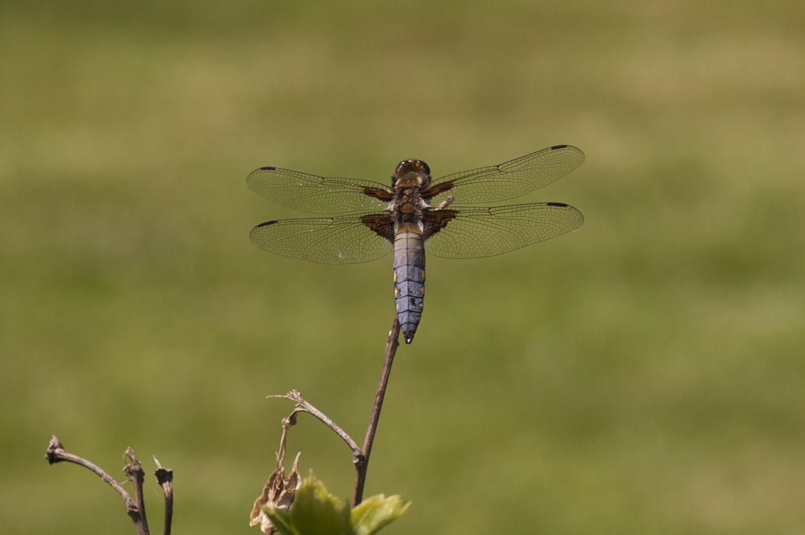 Pentax K20D sample photo. Dragonfly, insect, nature photography