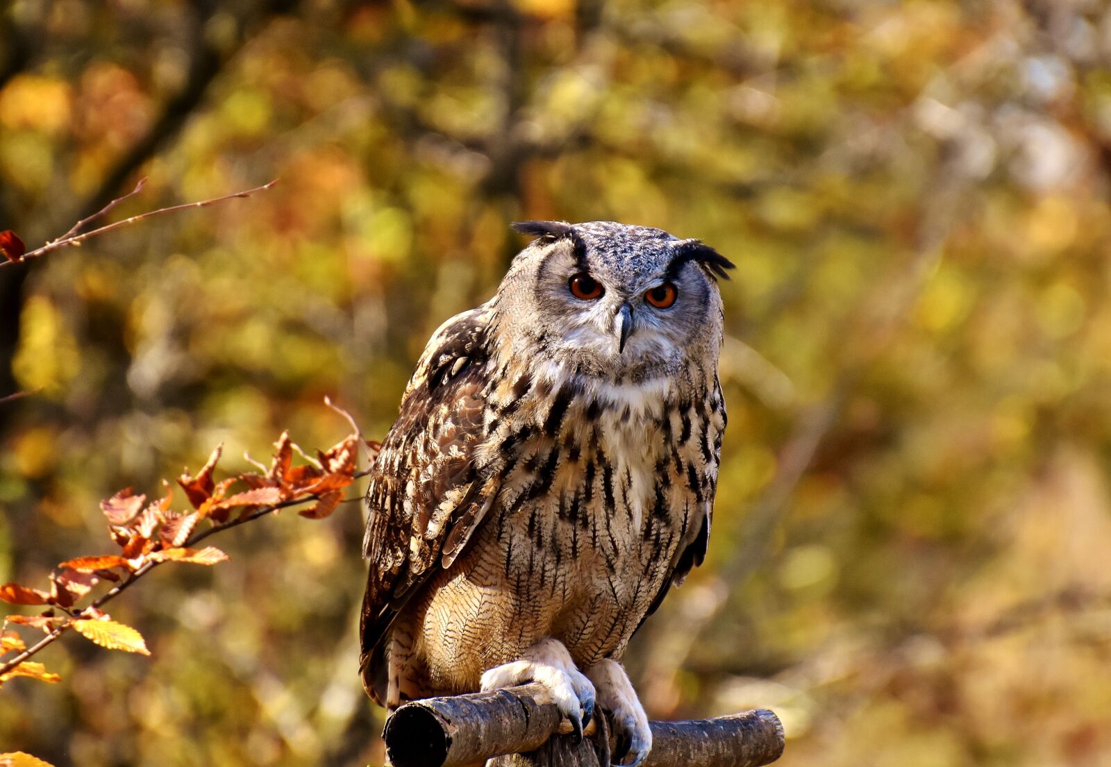 Nikon D7200 sample photo. Owl, bird, feather photography