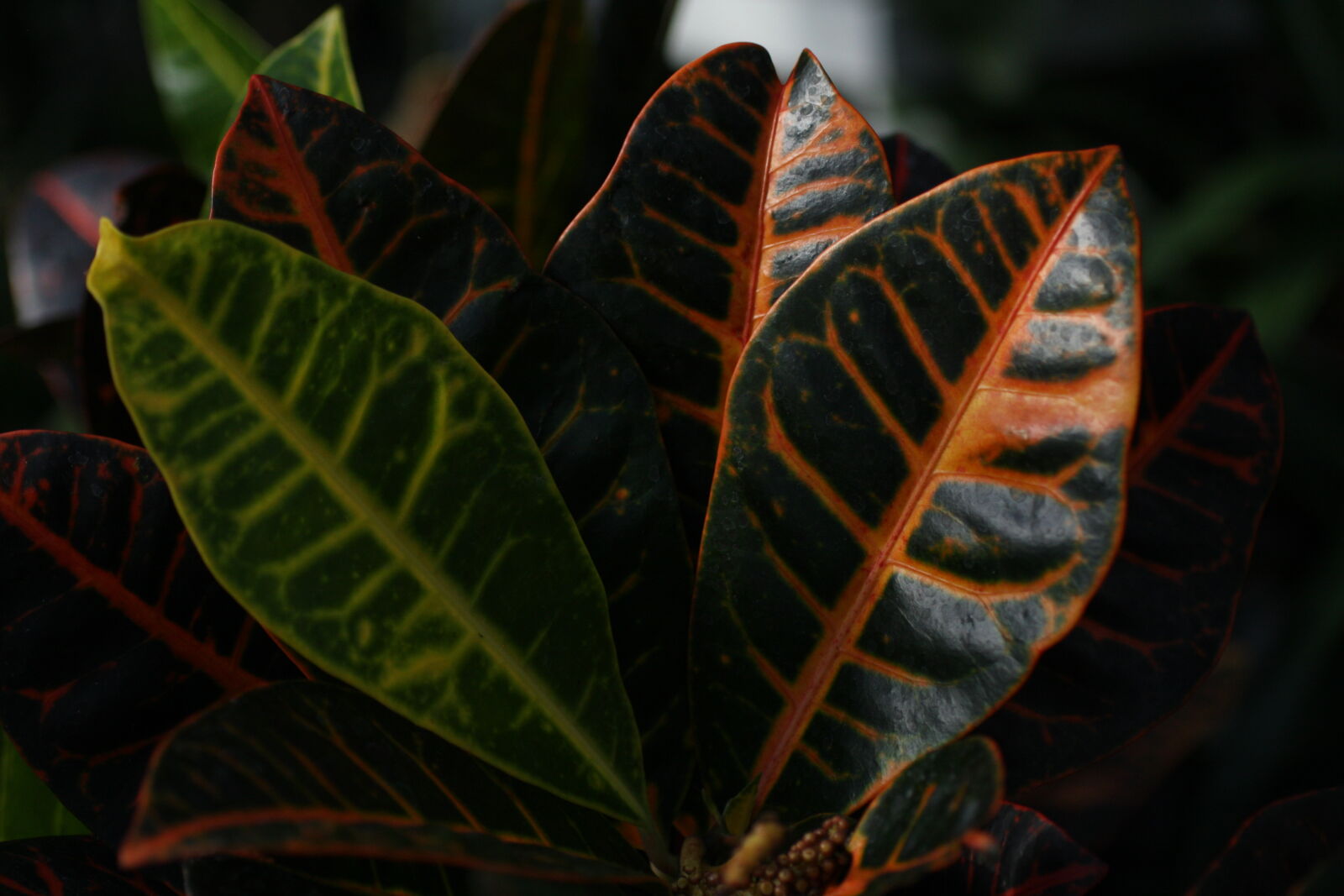 Sigma 50mm f/2.8 EX sample photo