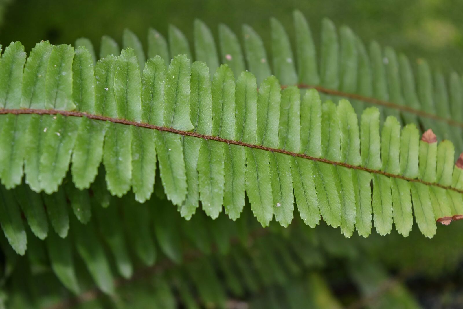 Nikon D5500 sample photo. Plant, fern, flora, leaf photography