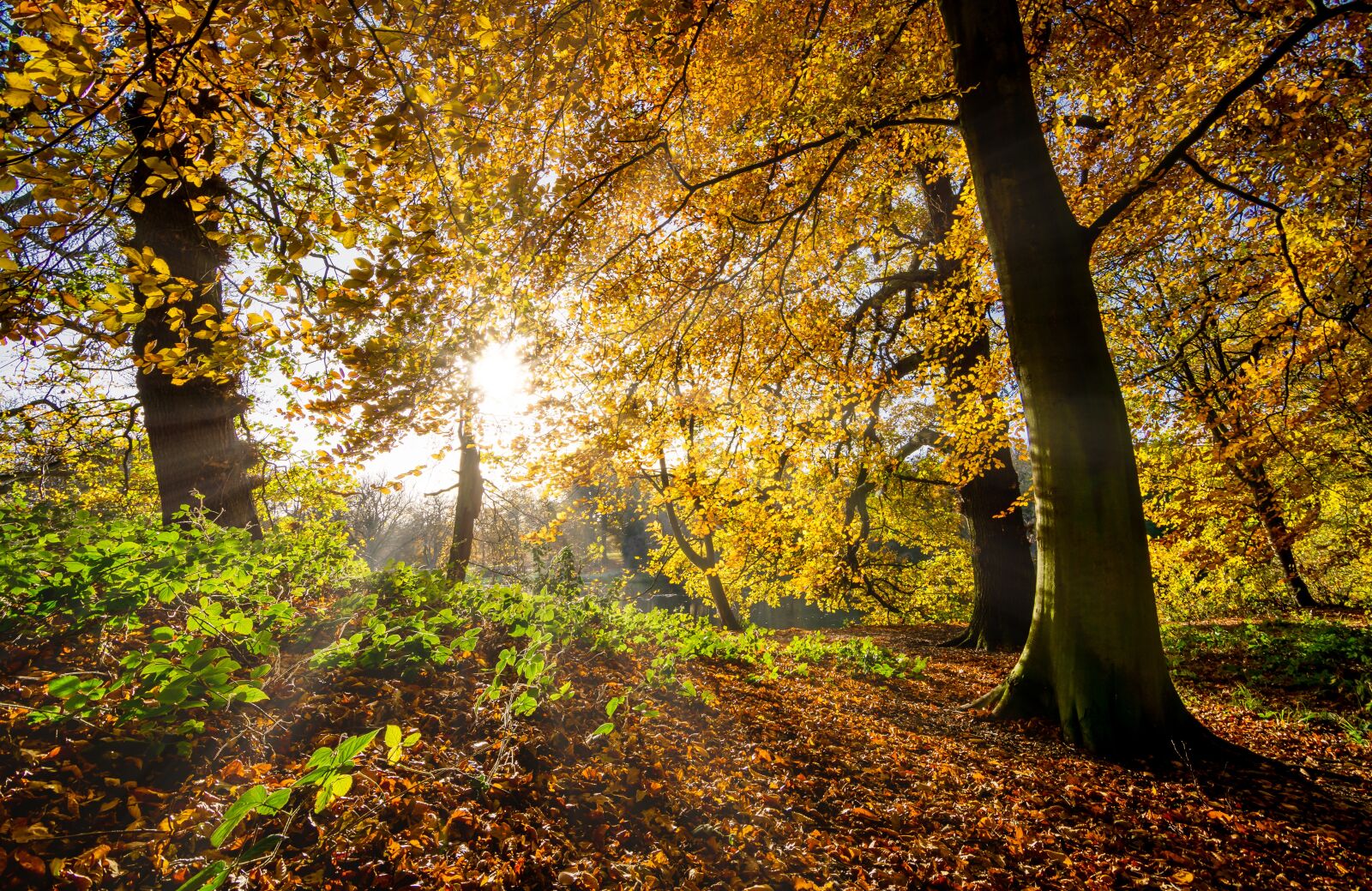 Tokina AT-X Pro 11-16mm F2.8 DX II sample photo. Autumn leaves, fall leaves photography